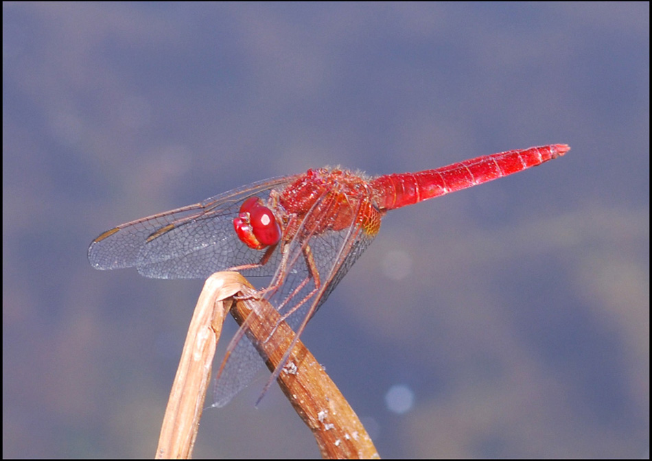 crocothemis erytraea o sbaglio? - Si